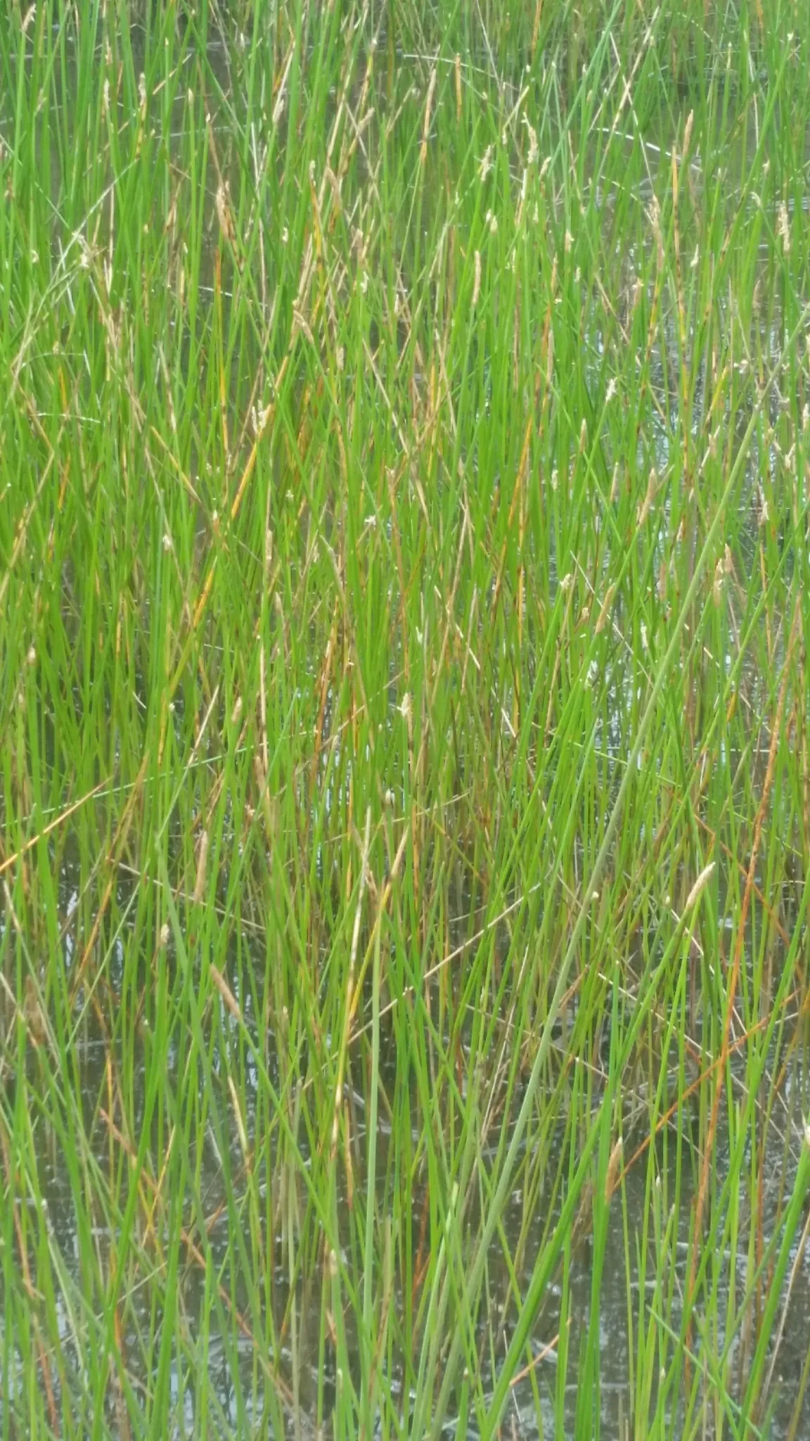 Gulf coast spikerush (Eleocharis cellulosa)