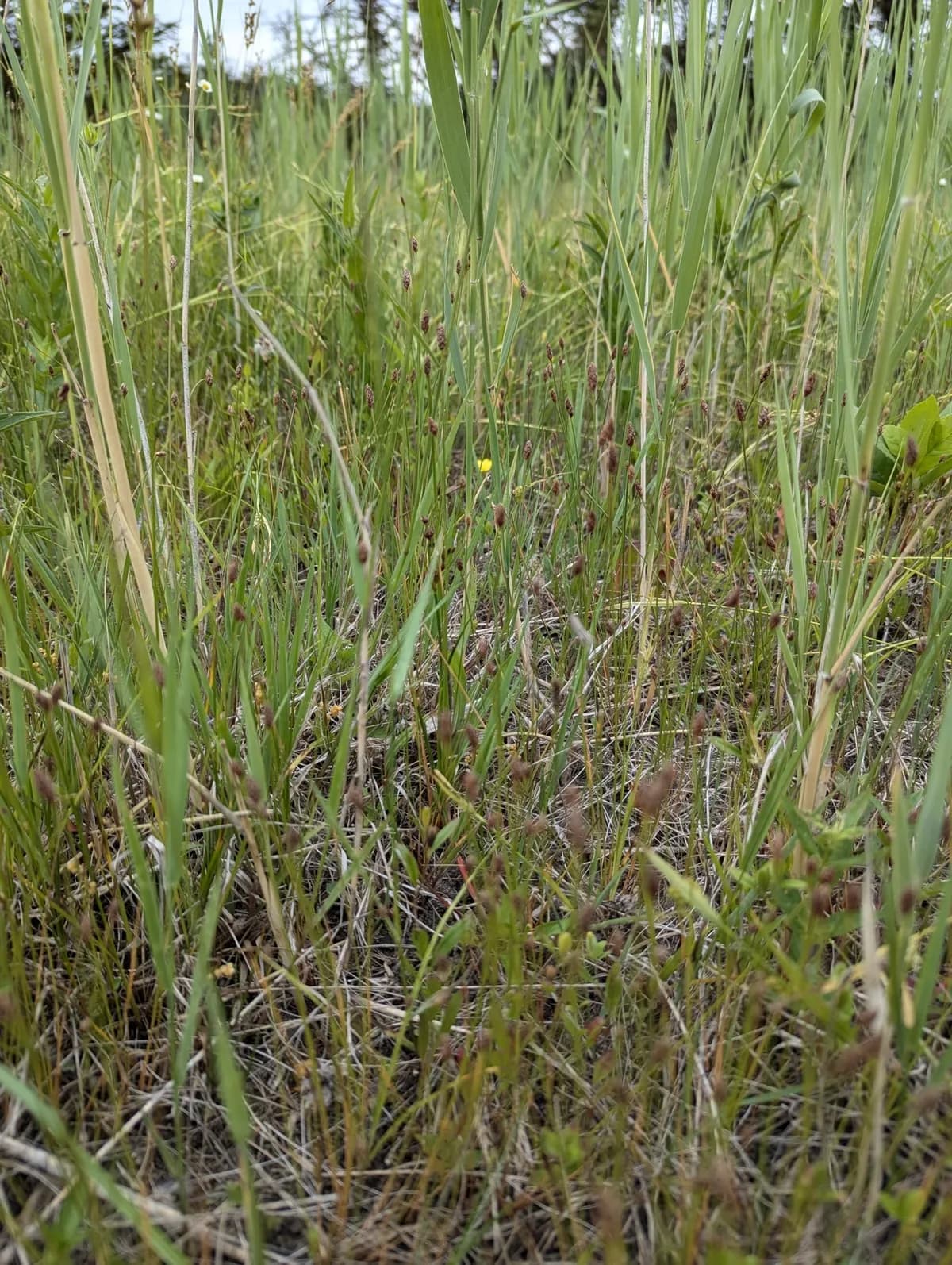 Elliptic Spikerush (Eleocharis elliptica)