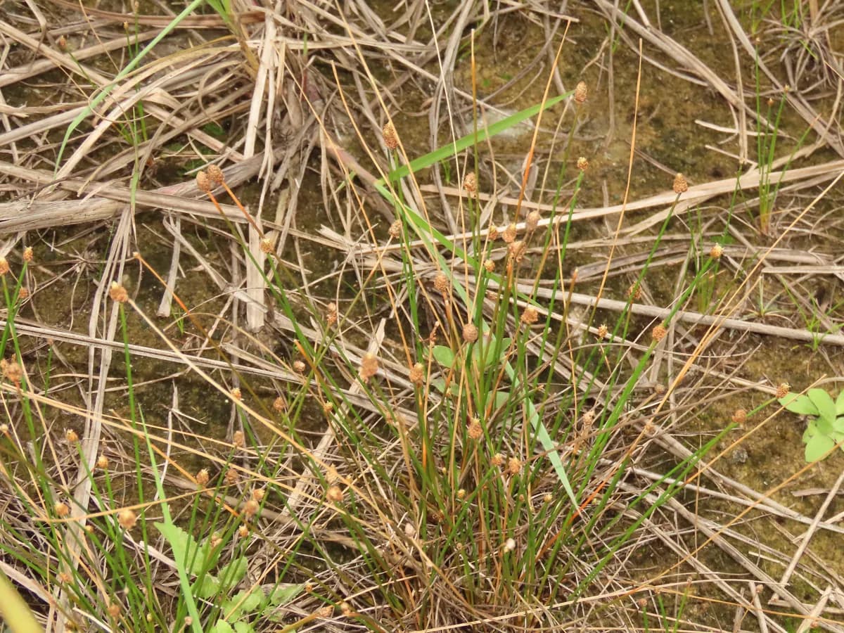 Canada Spikesedge (Eleocharis geniculata)