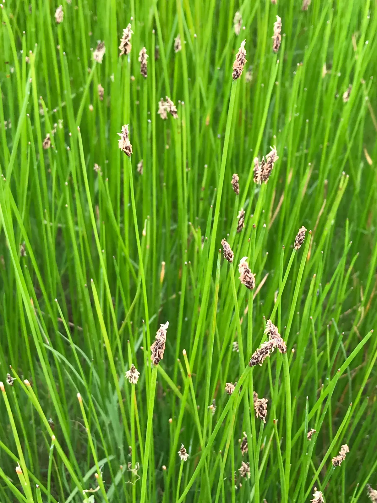 Pale Spikerush (Eleocharis macrostachya)