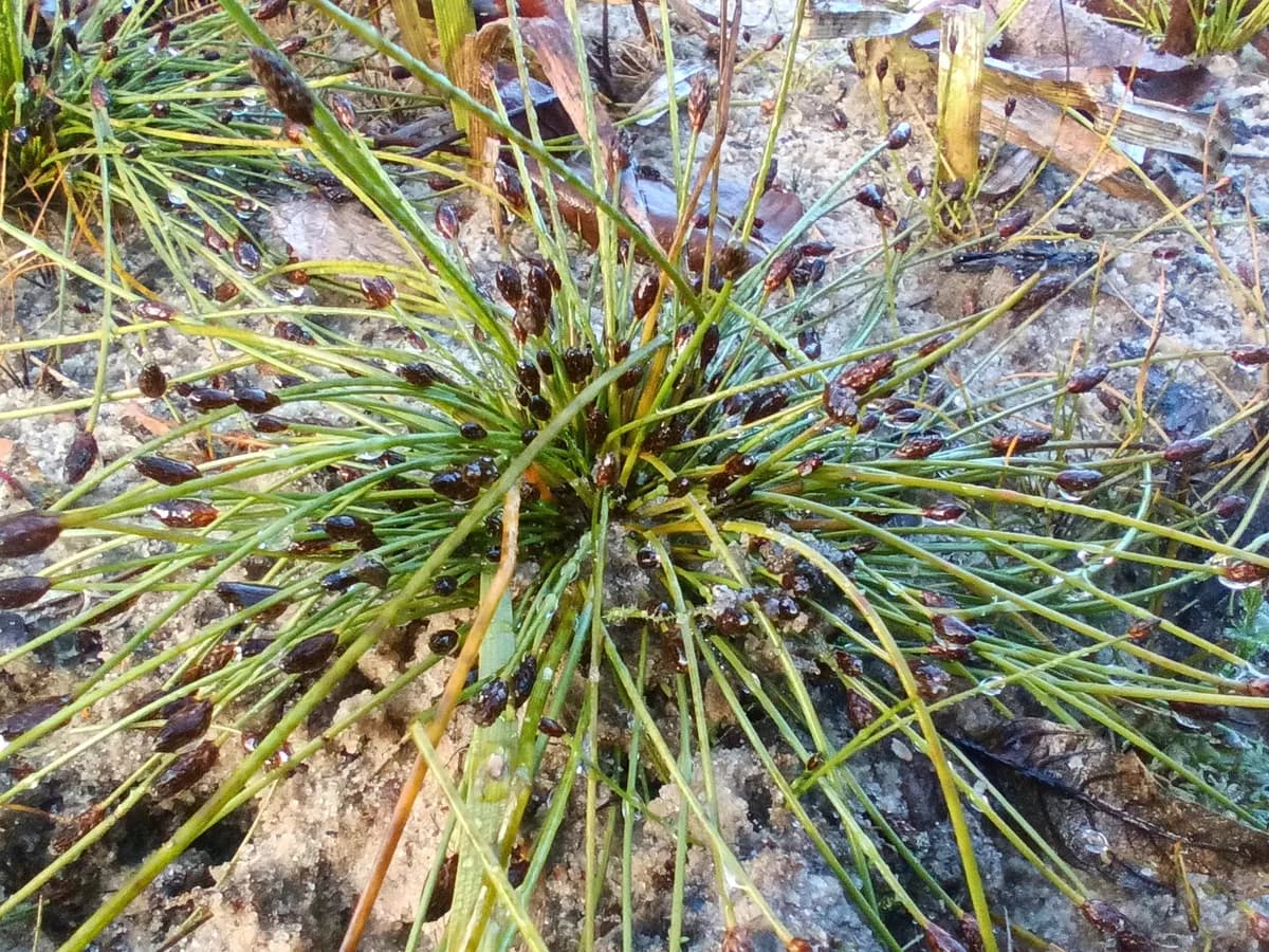 Ovate Spikerush (Eleocharis ovata)