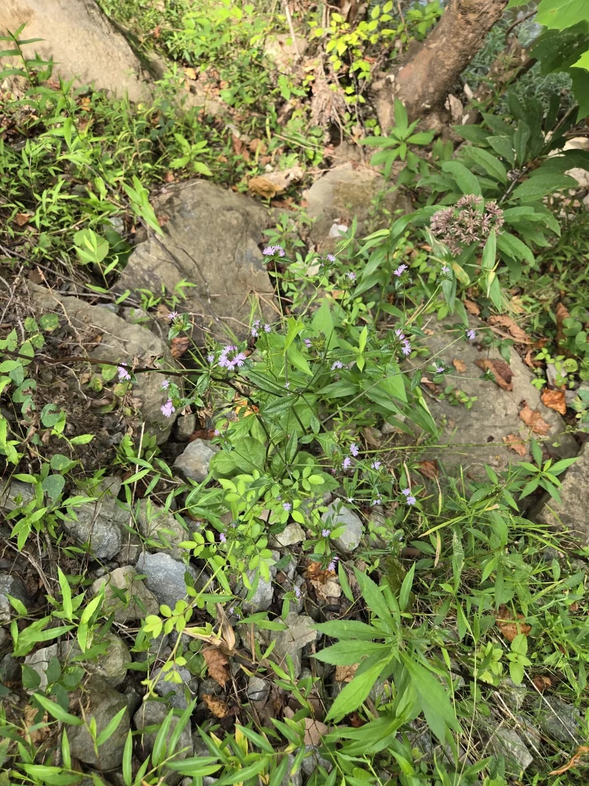 Carolina Elephantsfoot (Elephantopus carolinianus)