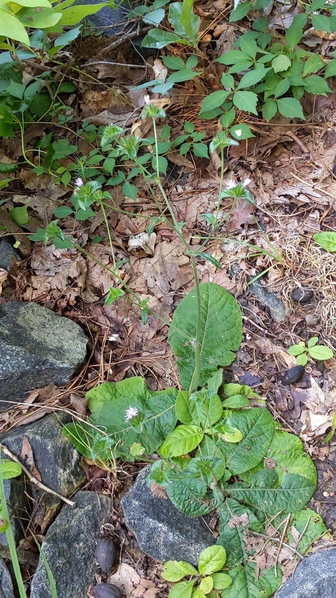 Elephant's Foot (Elephantopus tomentosus)