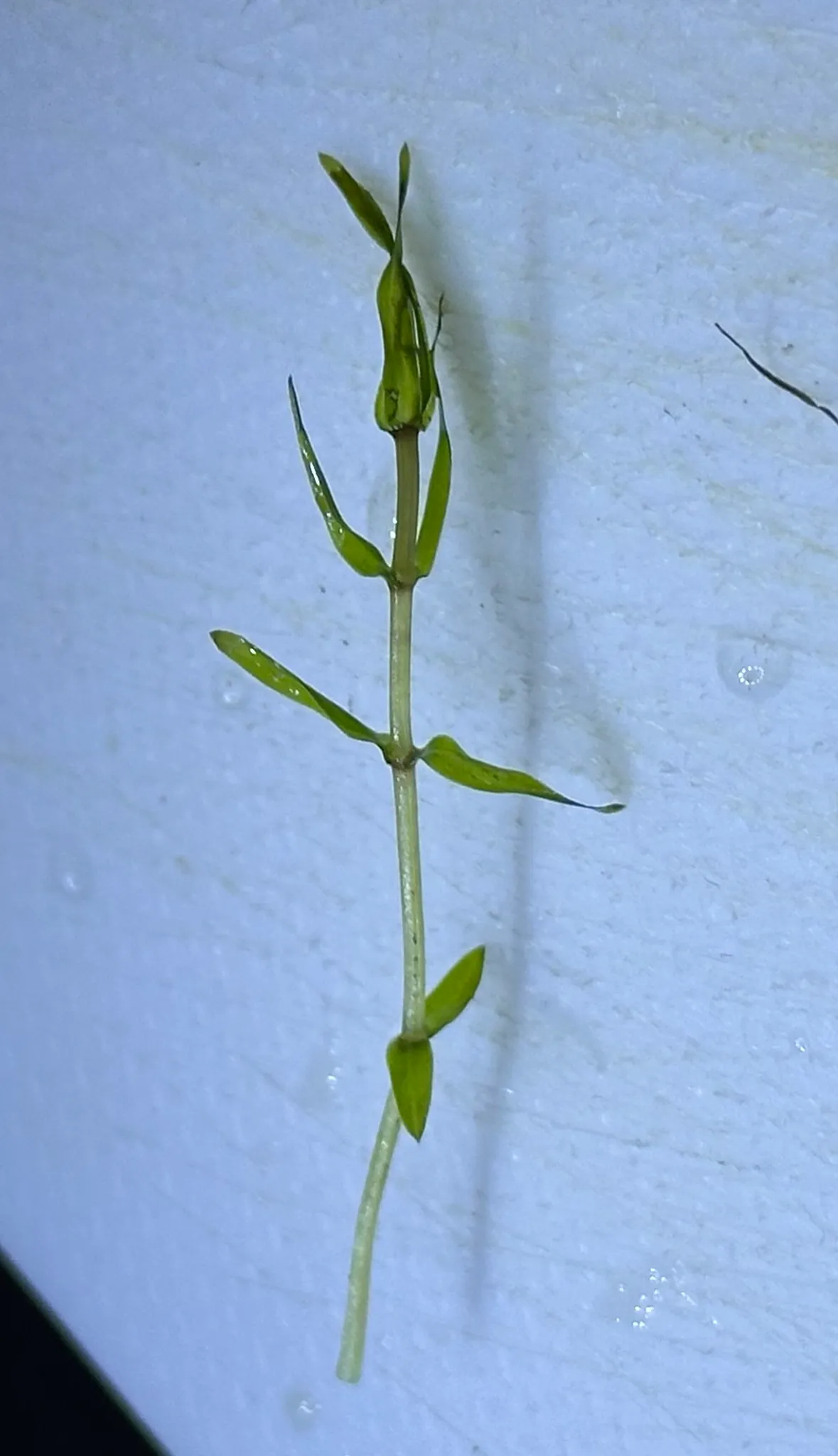 Nutall Waterweed (Elodea nuttallii)