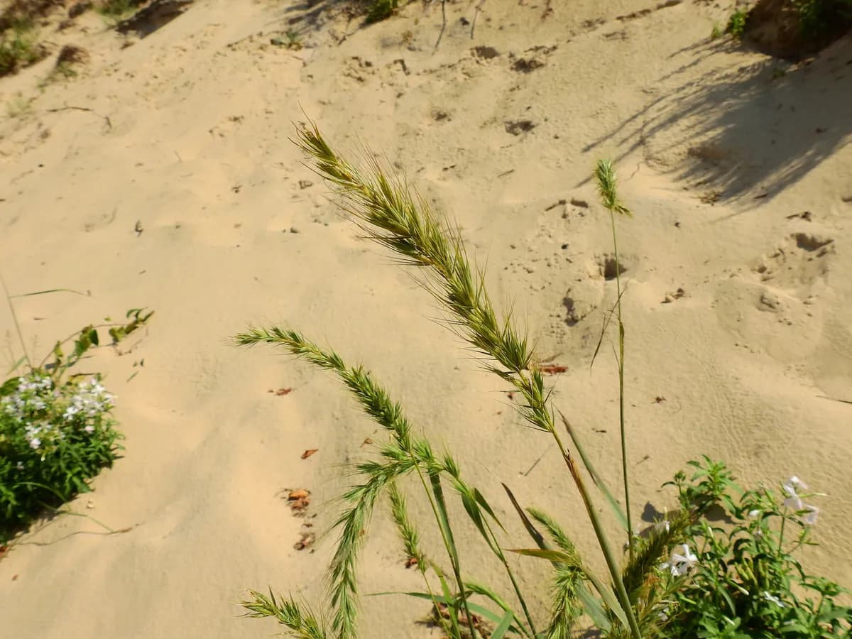 Canada Wild Rye (Elymus canadensis)