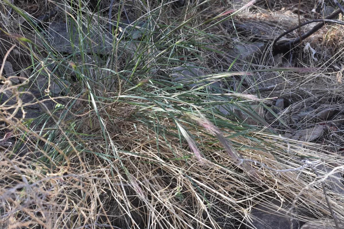 Bottlebrush Squirreltail (Elymus elymoides)