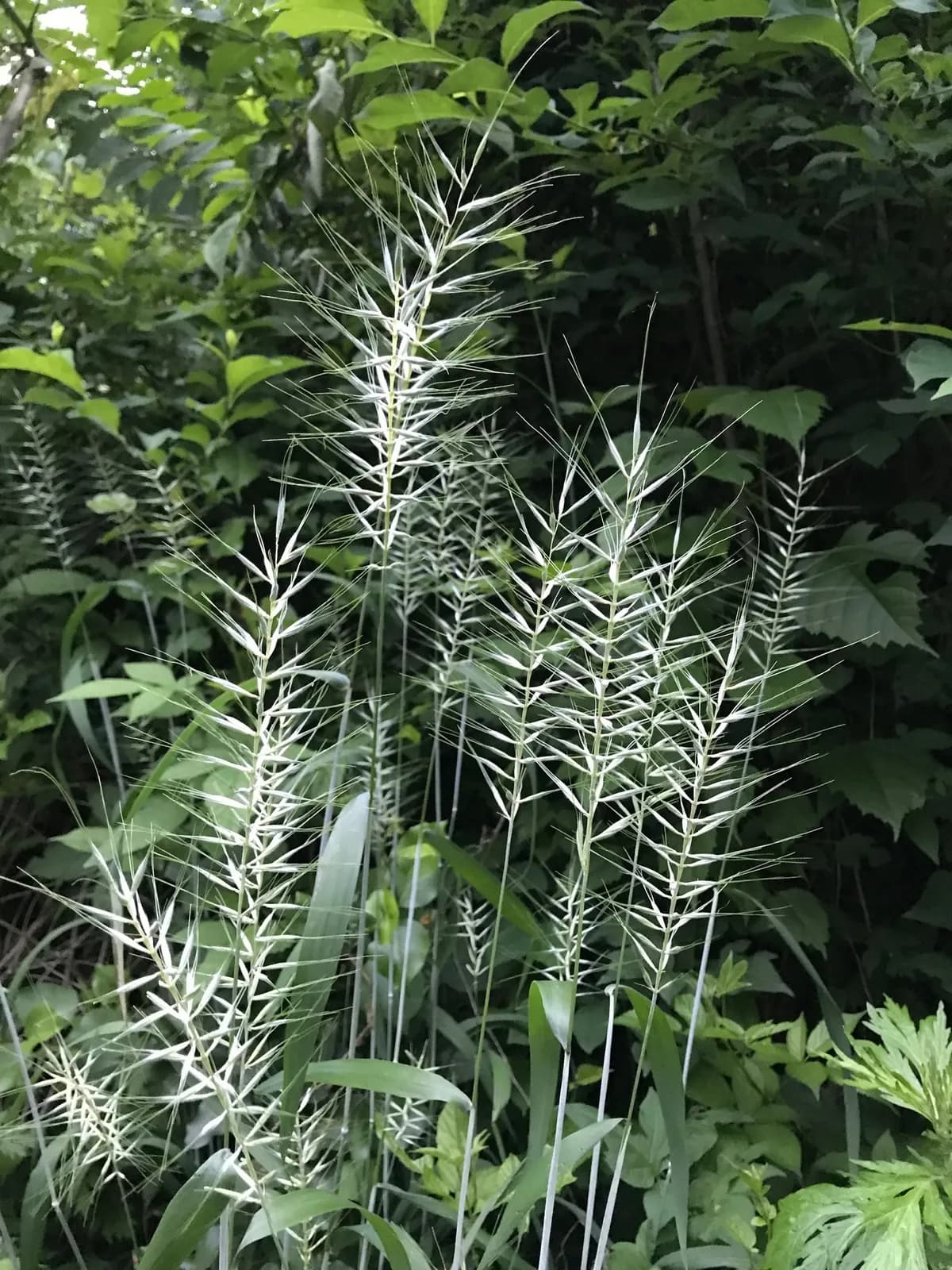 Bottlebrush Grass (Elymus hystrix)