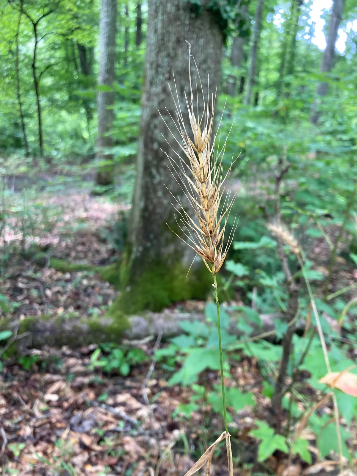 Early wild rye (Elymus macgregorii)