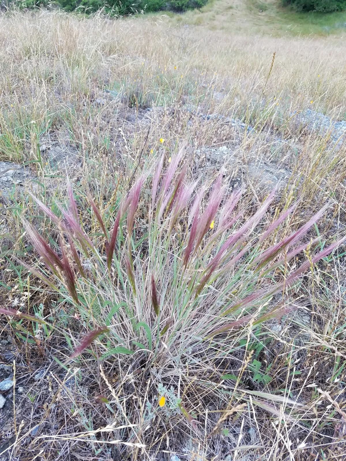 Big squirreltail (Elymus multisetus)