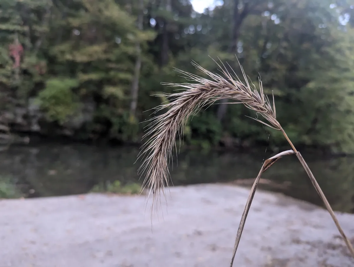 Riverbank Wildrye (Elymus riparius)