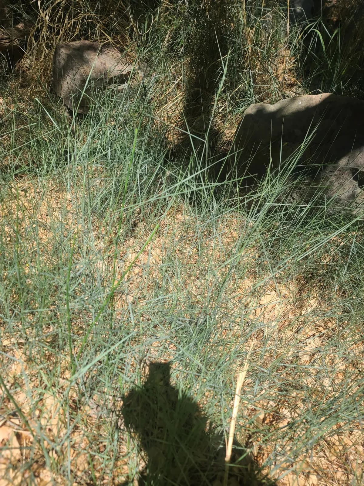 Beardless Wild Rye (Elymus triticoides)