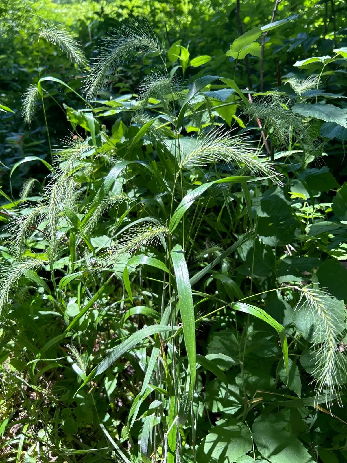 Hairy wild rye (Elymus villosus)