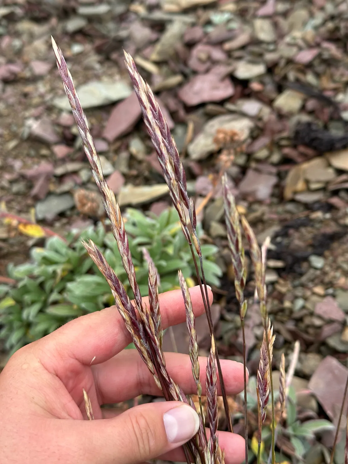 Slender Wheatgrass (Elymus violaceus)