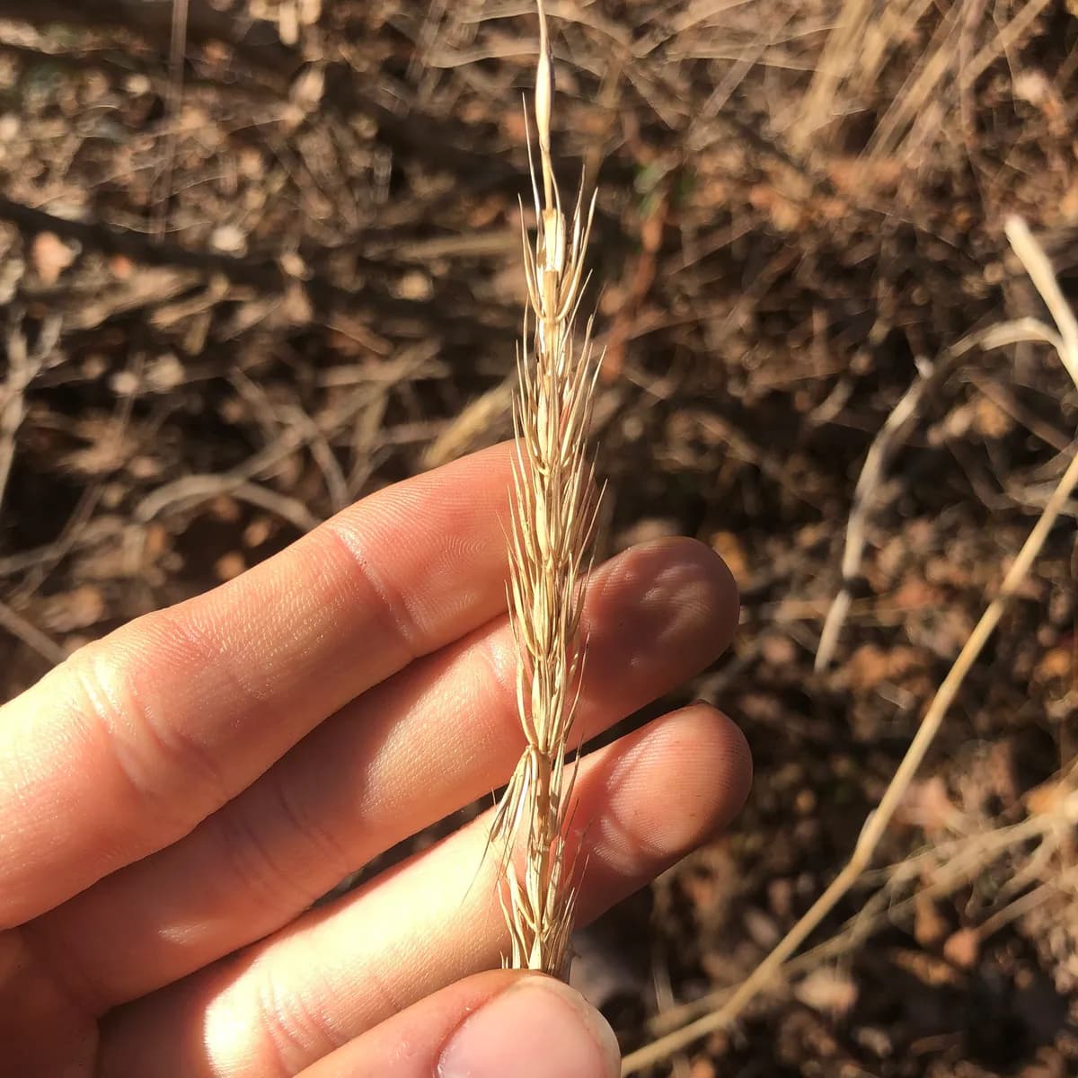 Virginia Wild Rye (Elymus virginicus)