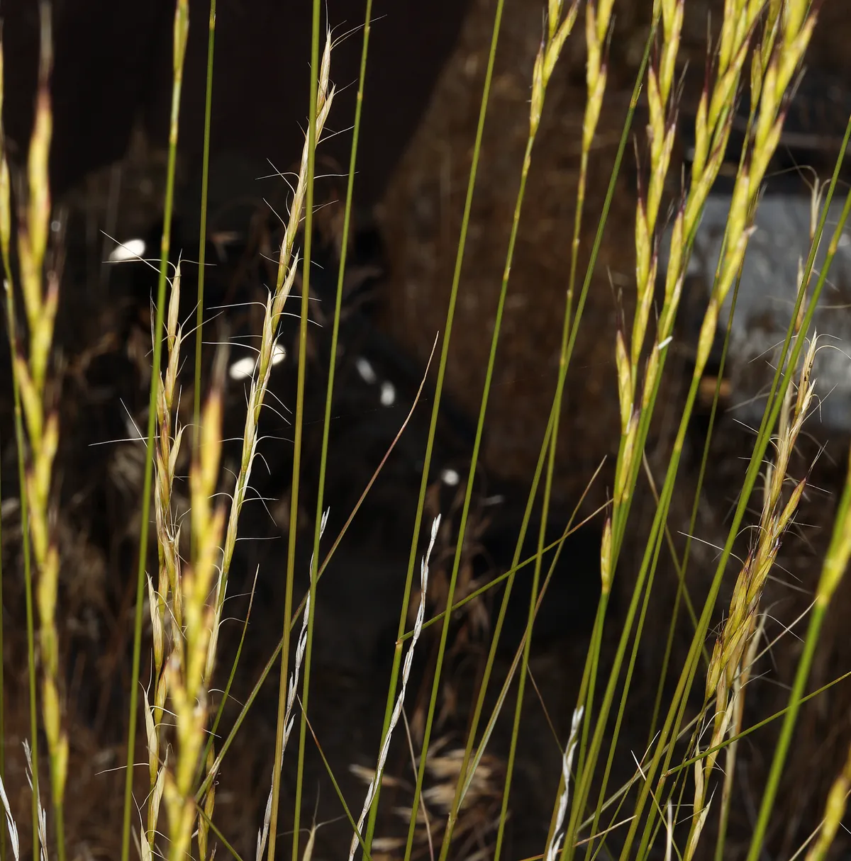 Snake River wheatgrass (Elymus wawawaiensis)