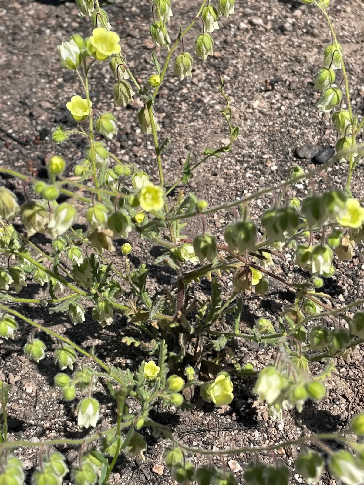 Whispering-bells (Emmenanthe penduliflora)