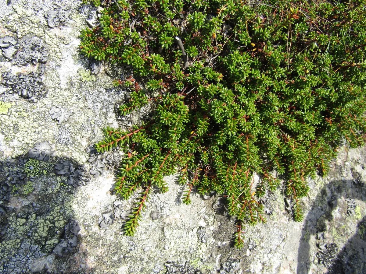 Curlew-berry (Empetrum nigrum)