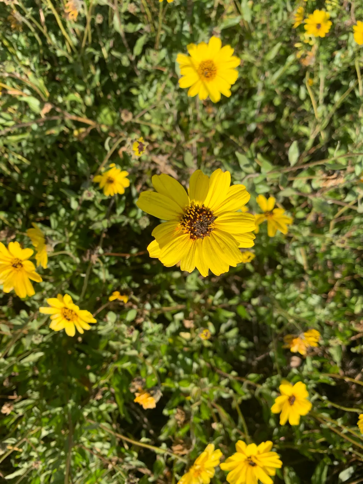 California brittlebush (Encelia californica)