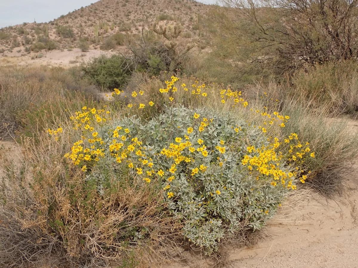 Brittlebush (Encelia farinosa)