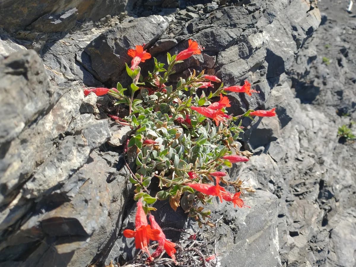 California Fuchsia (Epilobium canum)