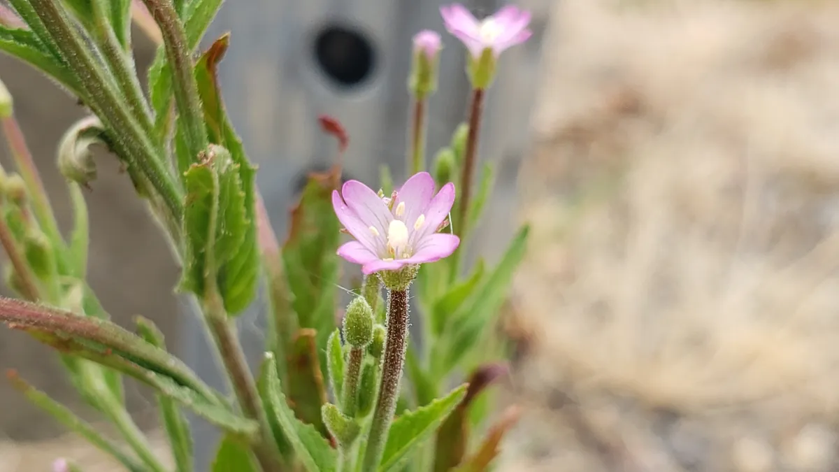American Willowherb (Epilobium ciliatum)