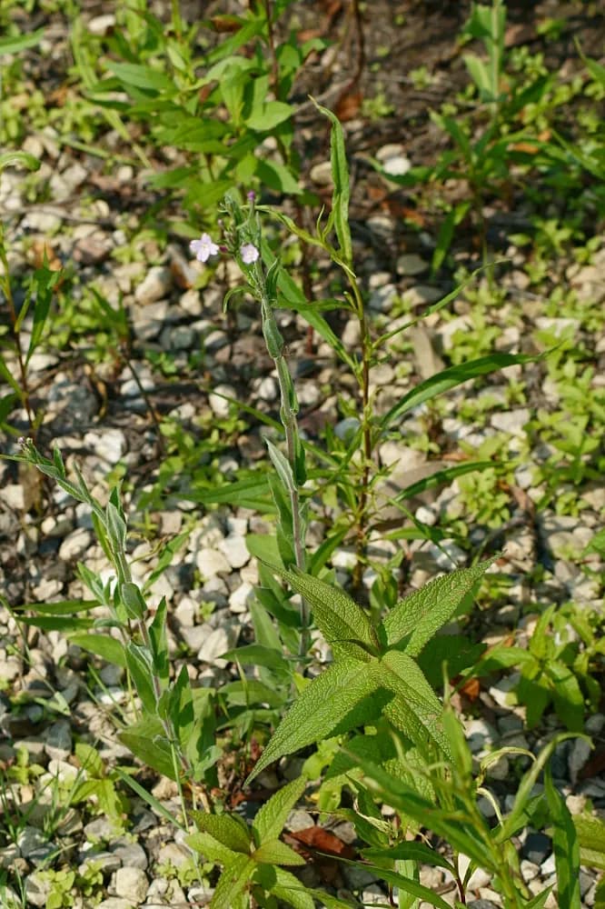 American Willowherb (Epilobium ciliatum)