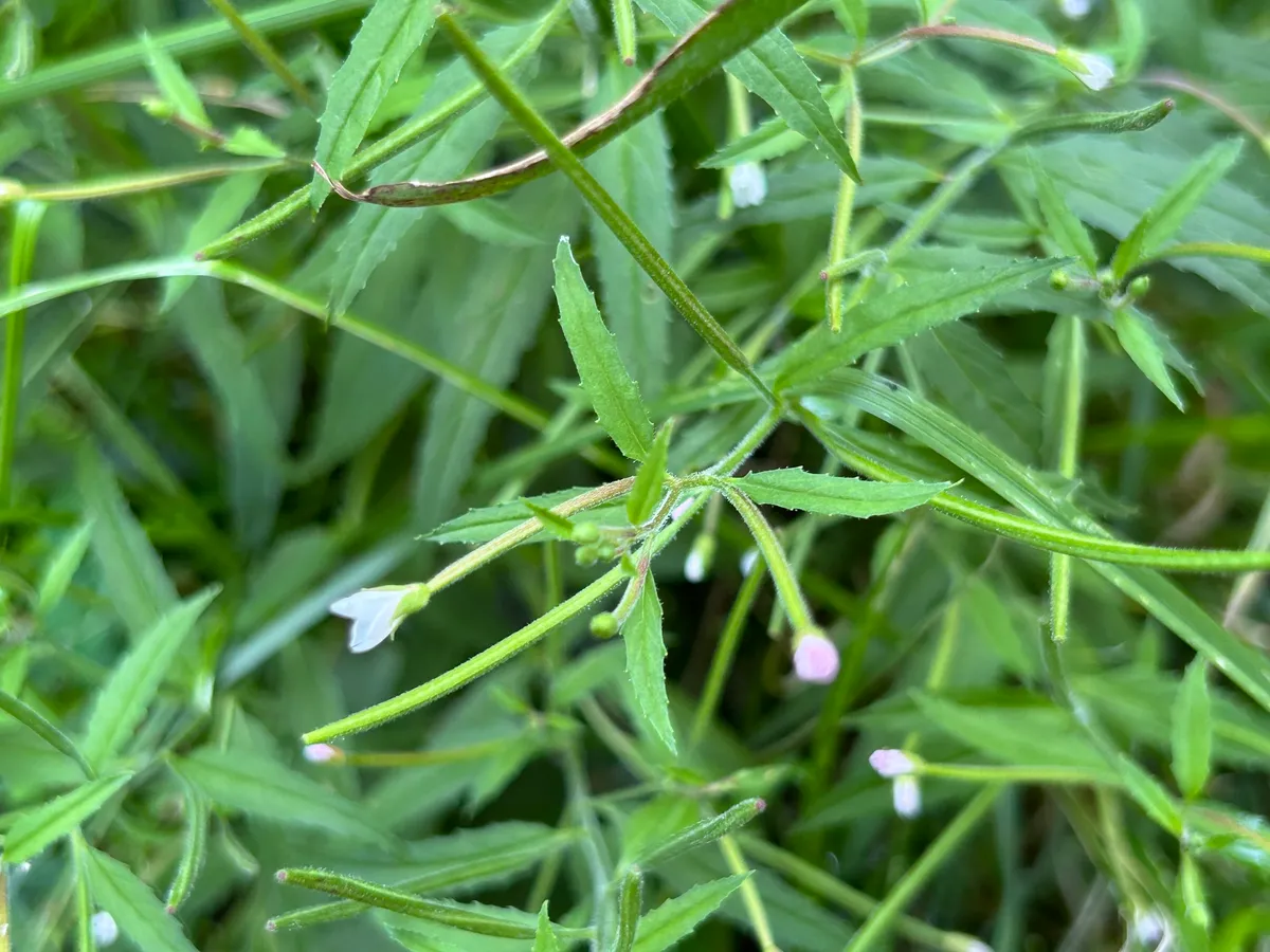 Purpleleaf Willowherb (Epilobium coloratum)