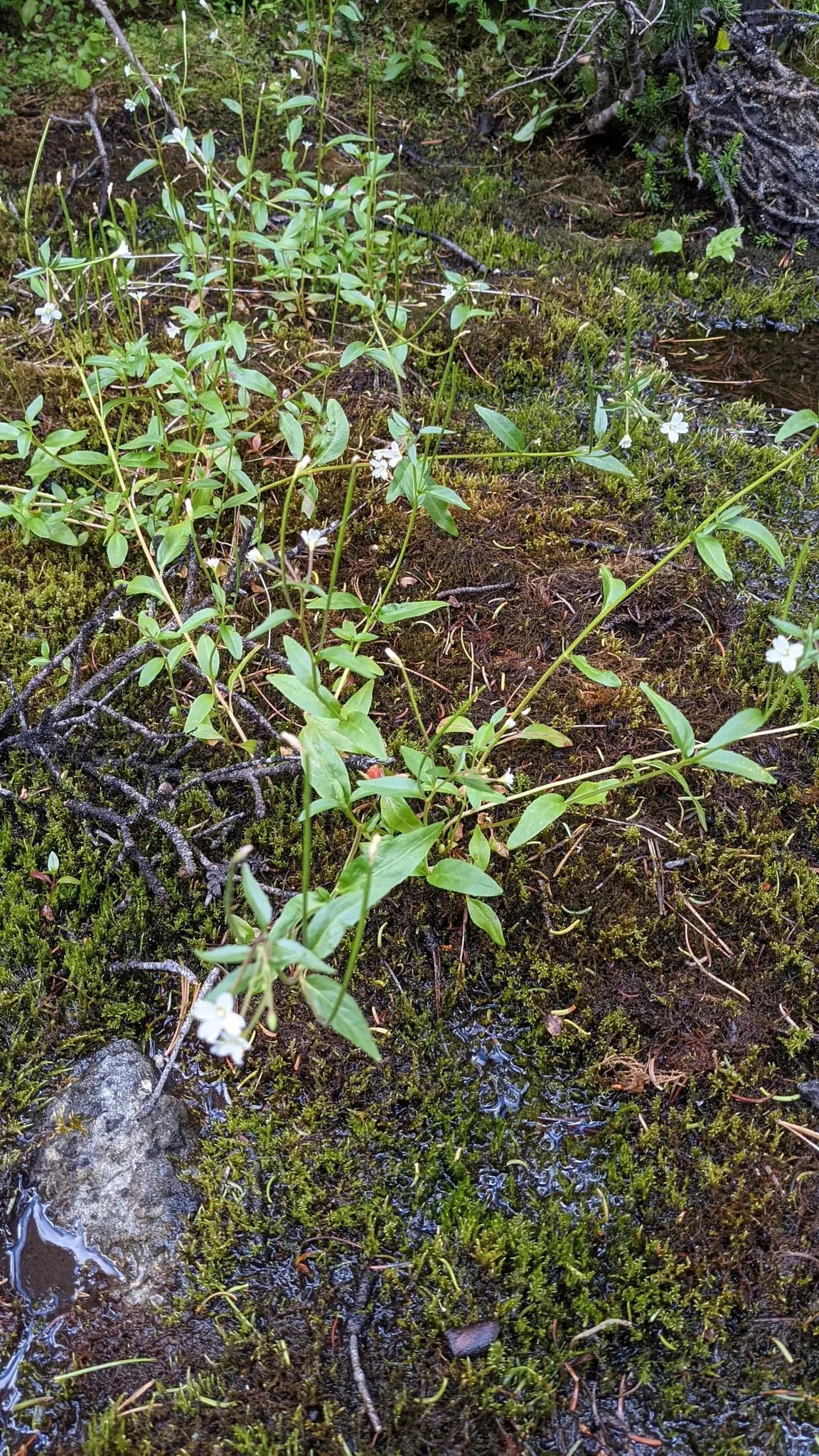 Milkflower Willowherb (Epilobium lactiflorum)