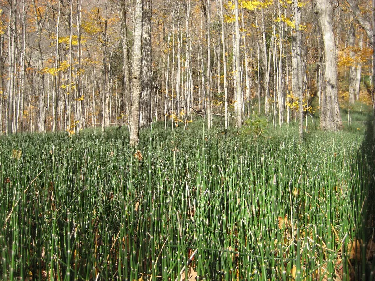 Horsetail (Equisetum hyemale spp. affine)