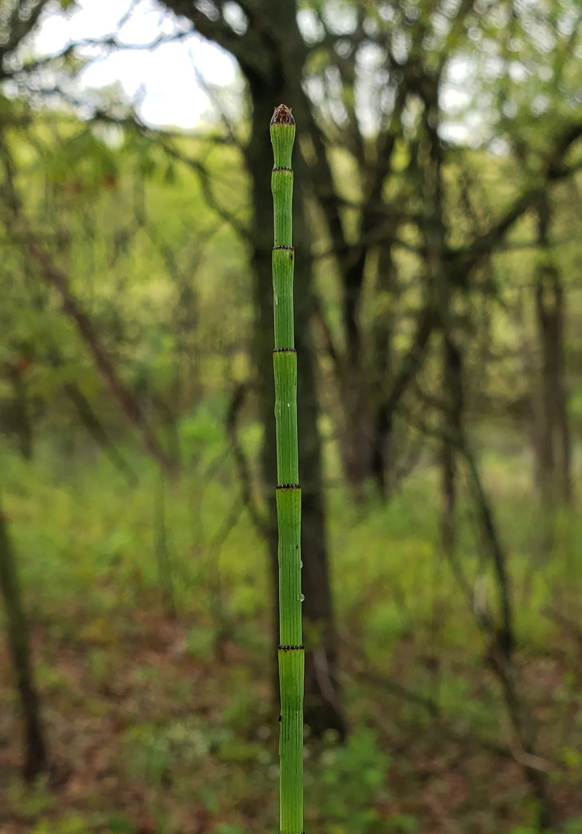 Tall scouring rush (Equisetum praealtum)