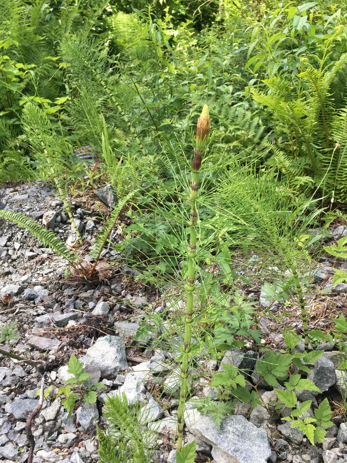 Great Horsetail (Equisetum telmateia)