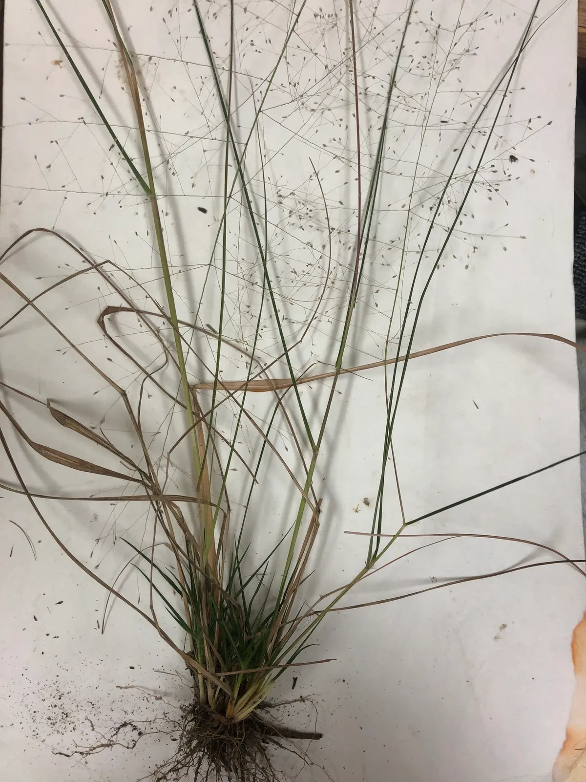 Lace Grass (Eragrostis capillaris)