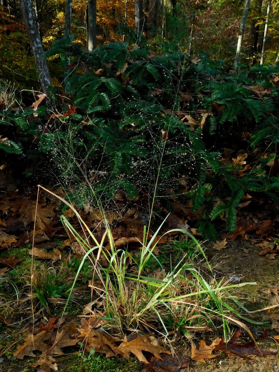 Bigtop Lovegrass (Eragrostis hirsuta)