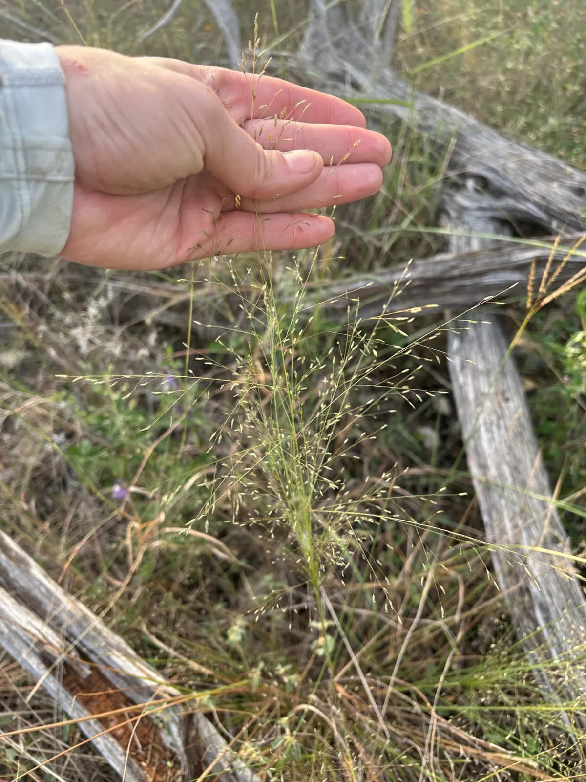 Plains Lovegrass (Eragrostis intermedia)