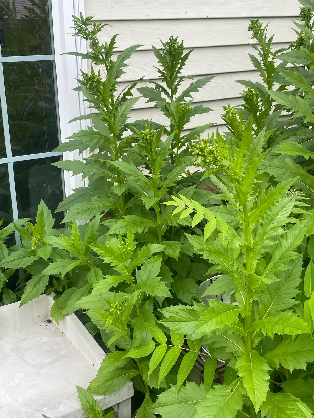 American Burnweed (Erechtites hieraciifolius)