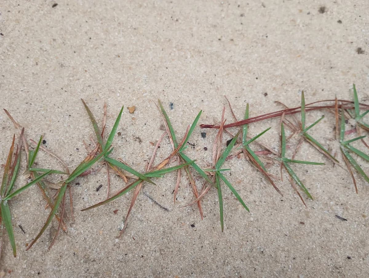 Lazy-man's Grass (Eremochloa ophiuroides)