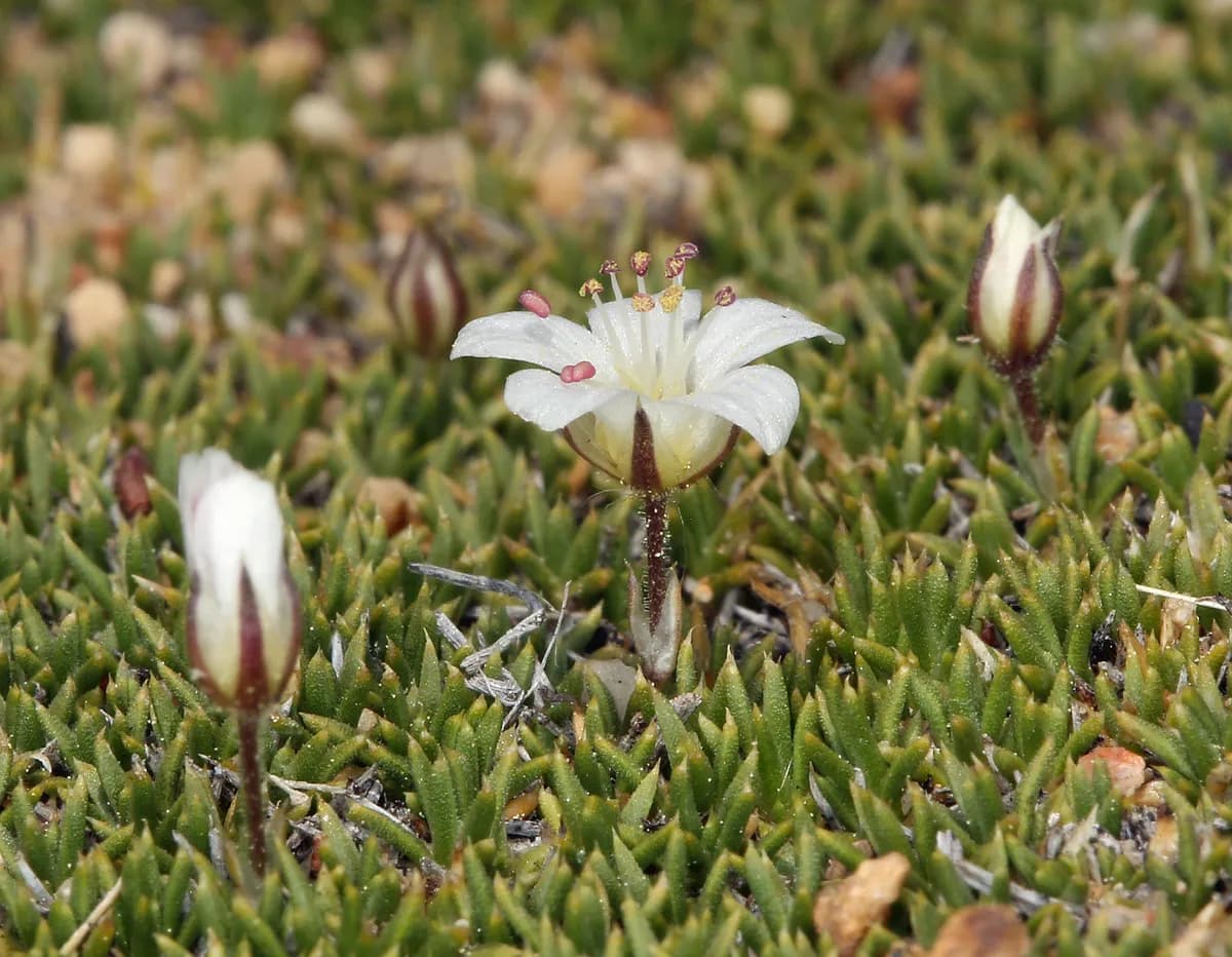 King's Sandwort (Eremogone kingii)