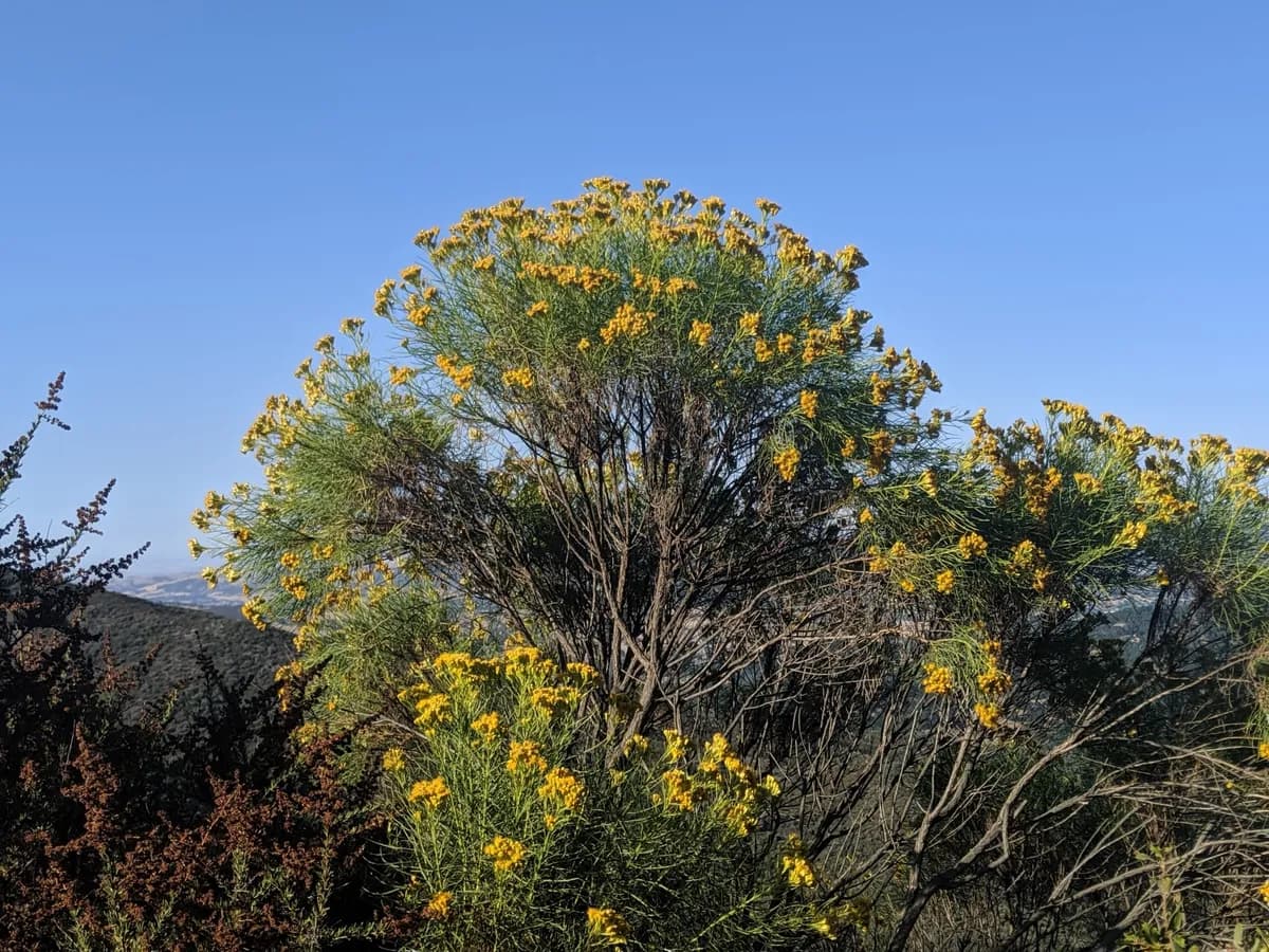 Goldenfleece (Ericameria arborescens)