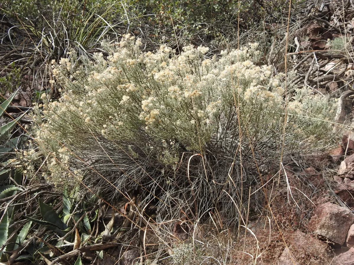 Turpentine bush (Ericameria laricifolia)
