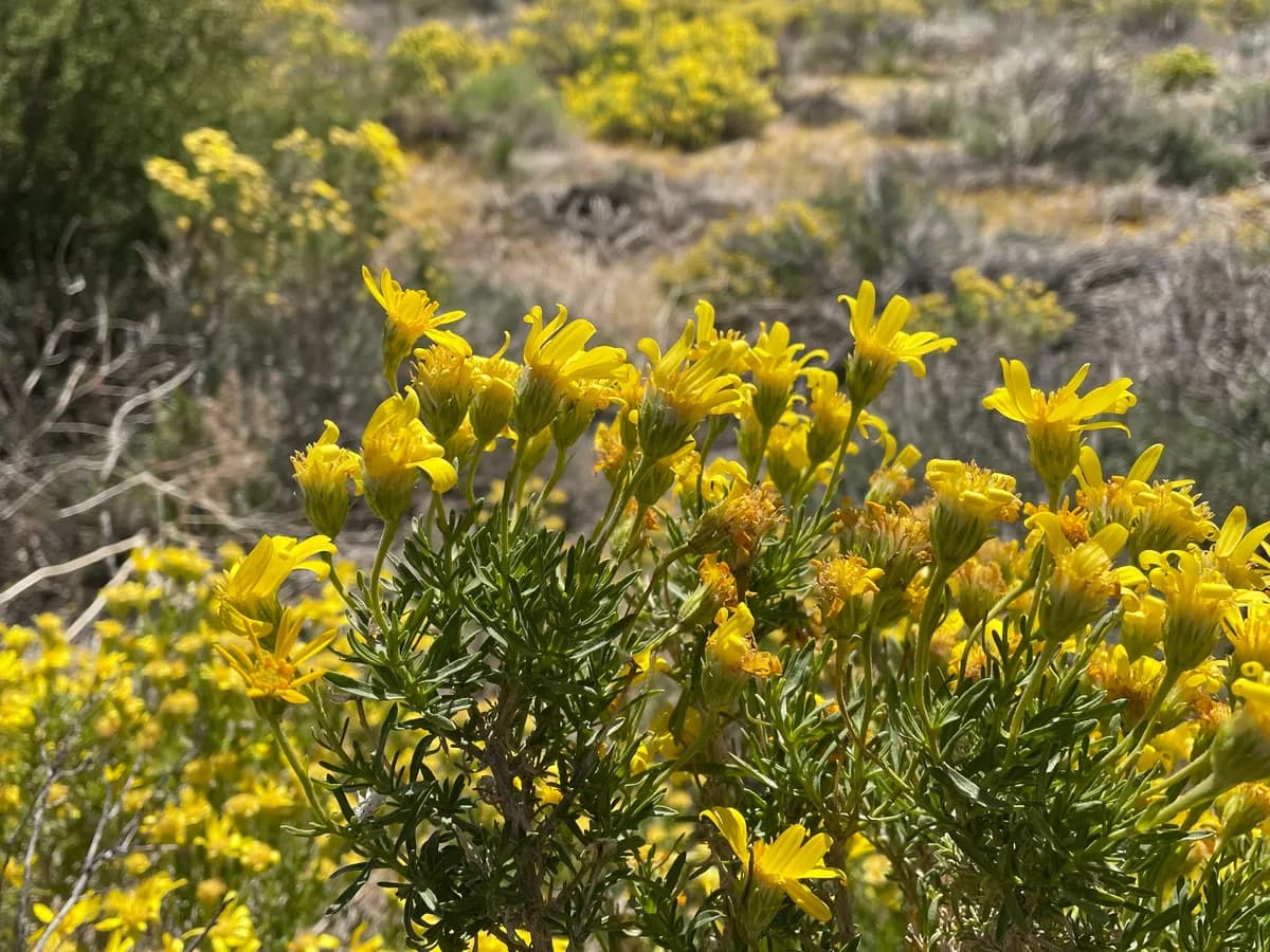 Narrowleaf goldenbush (Ericameria linearifolia)