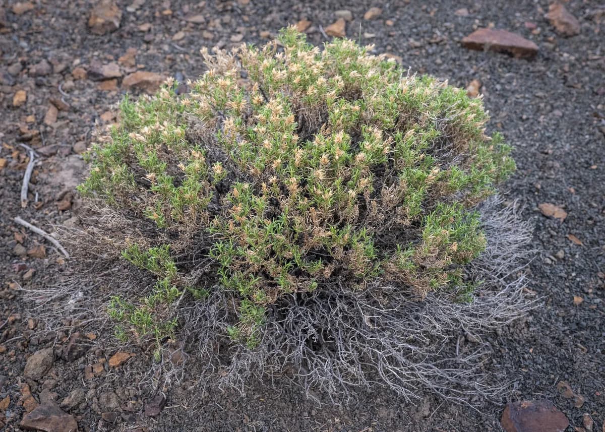 Dwarf Goldenbush (Ericameria nana)