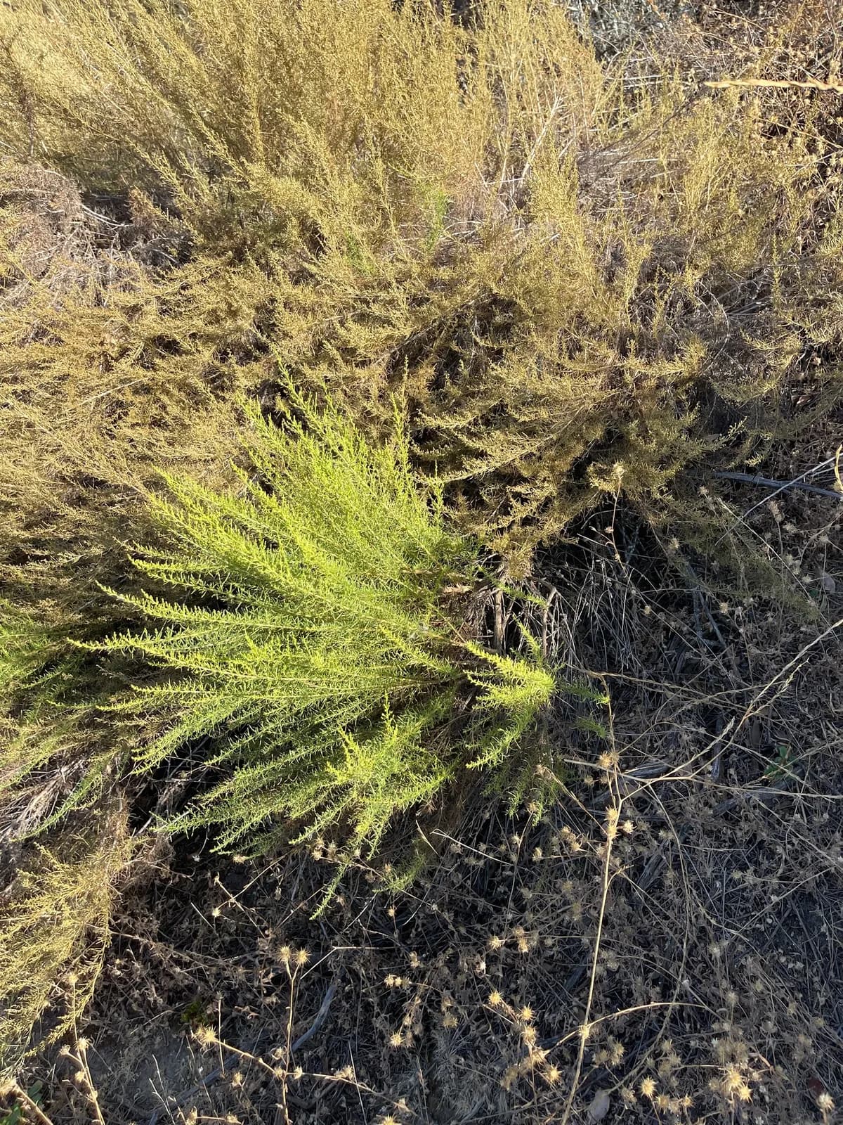 Palmer's goldenbush (Ericameria palmeri)