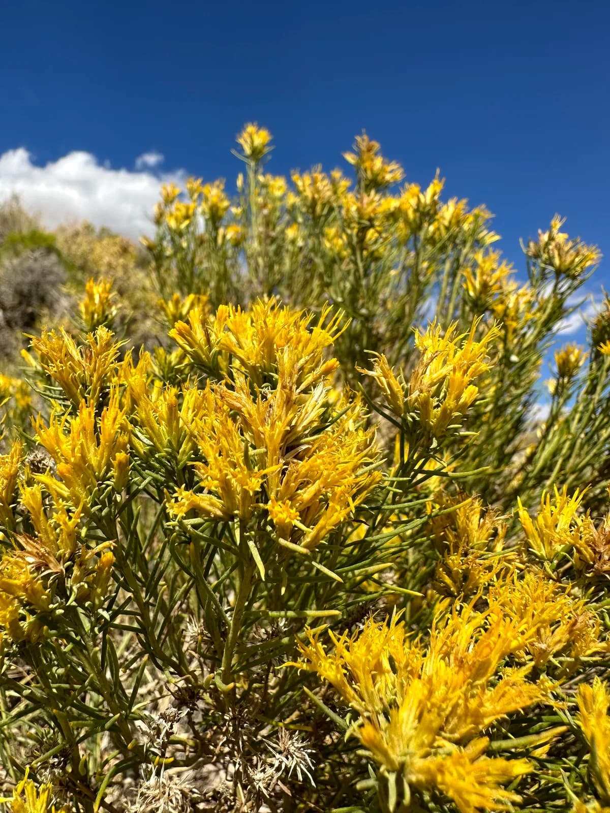Parry'S Goldenbush (Ericameria parryi)