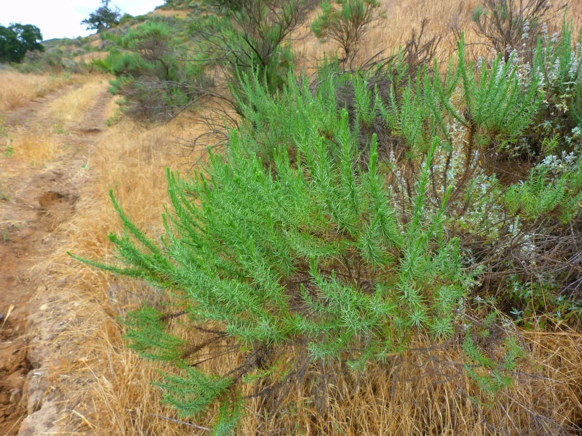 Pine bush (Ericameria pinifolia)