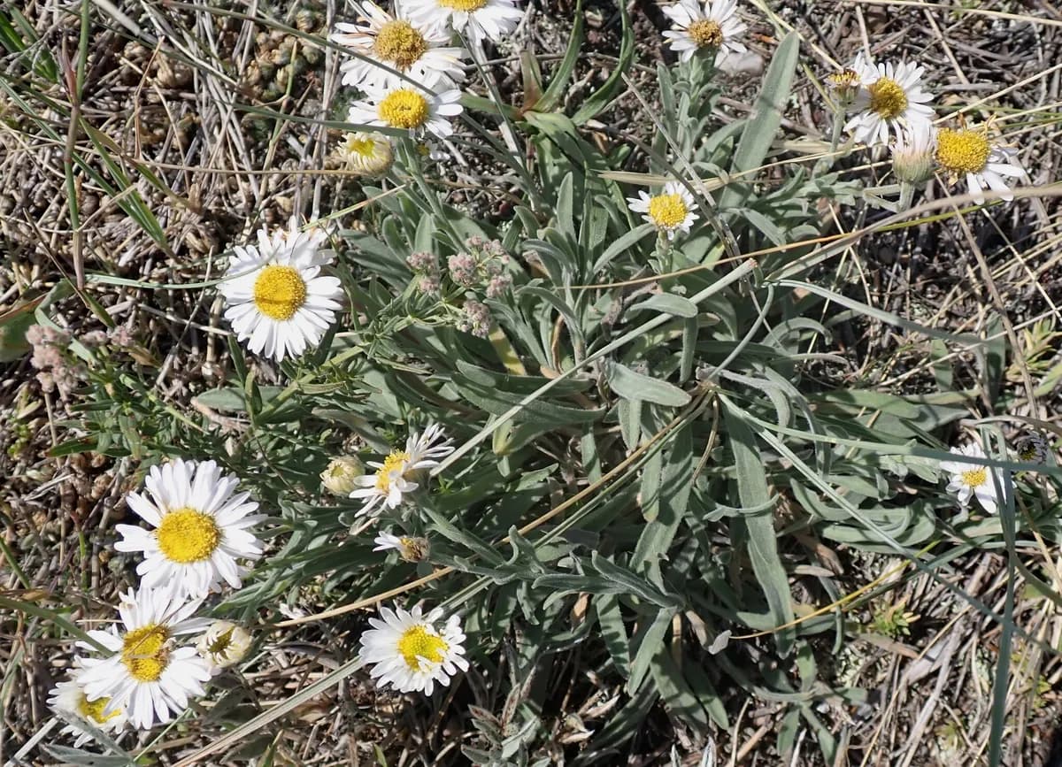 Tufted Fleabane (Erigeron caespitosus)