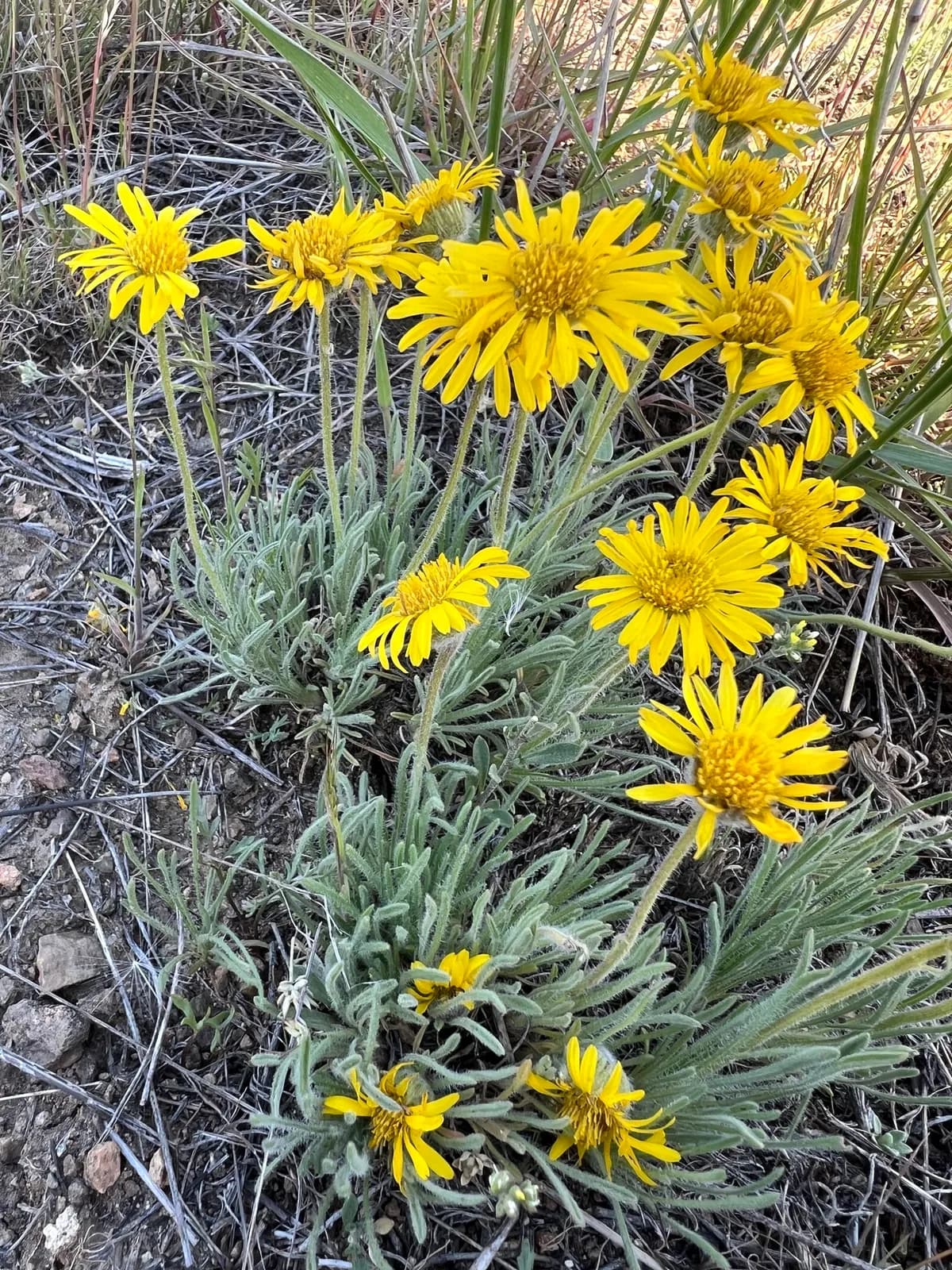 Dwarf Yellow Fleabane (Erigeron chrysopsidis)