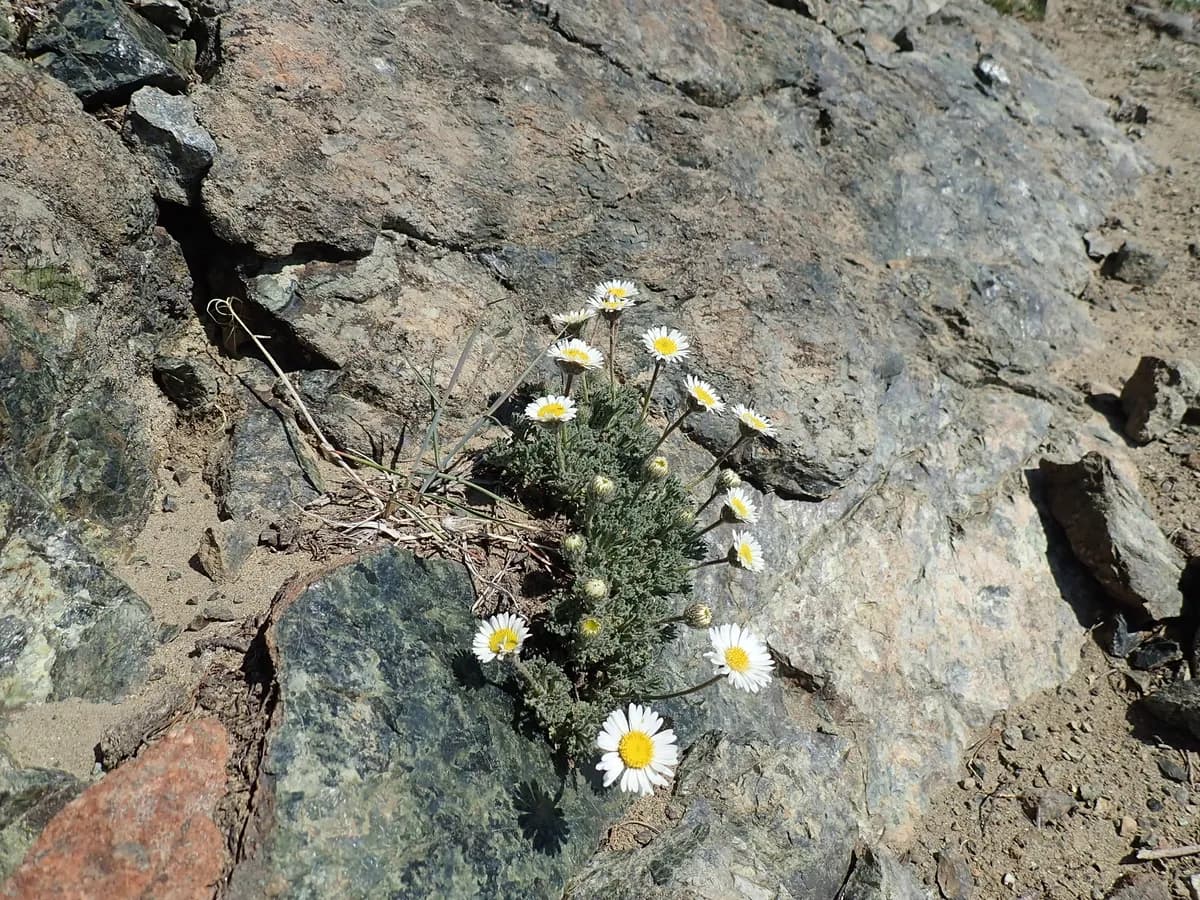 Dwarf mountain fleabane (Erigeron compositus)