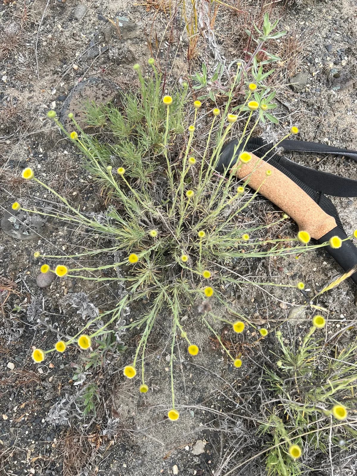 Thread-leaf Fleabane (Erigeron filifolius)