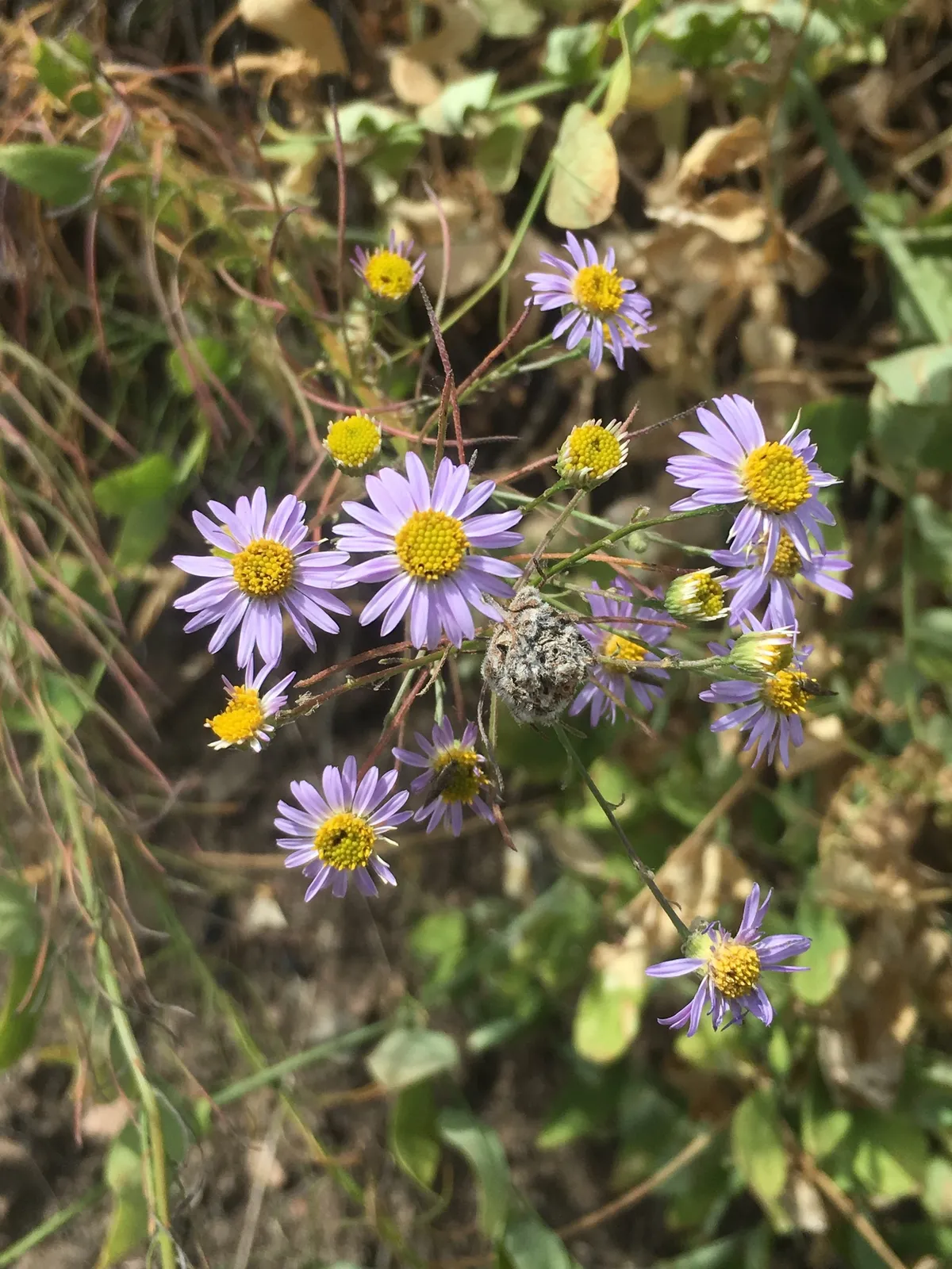 Leafy fleabane (Erigeron foliosus)