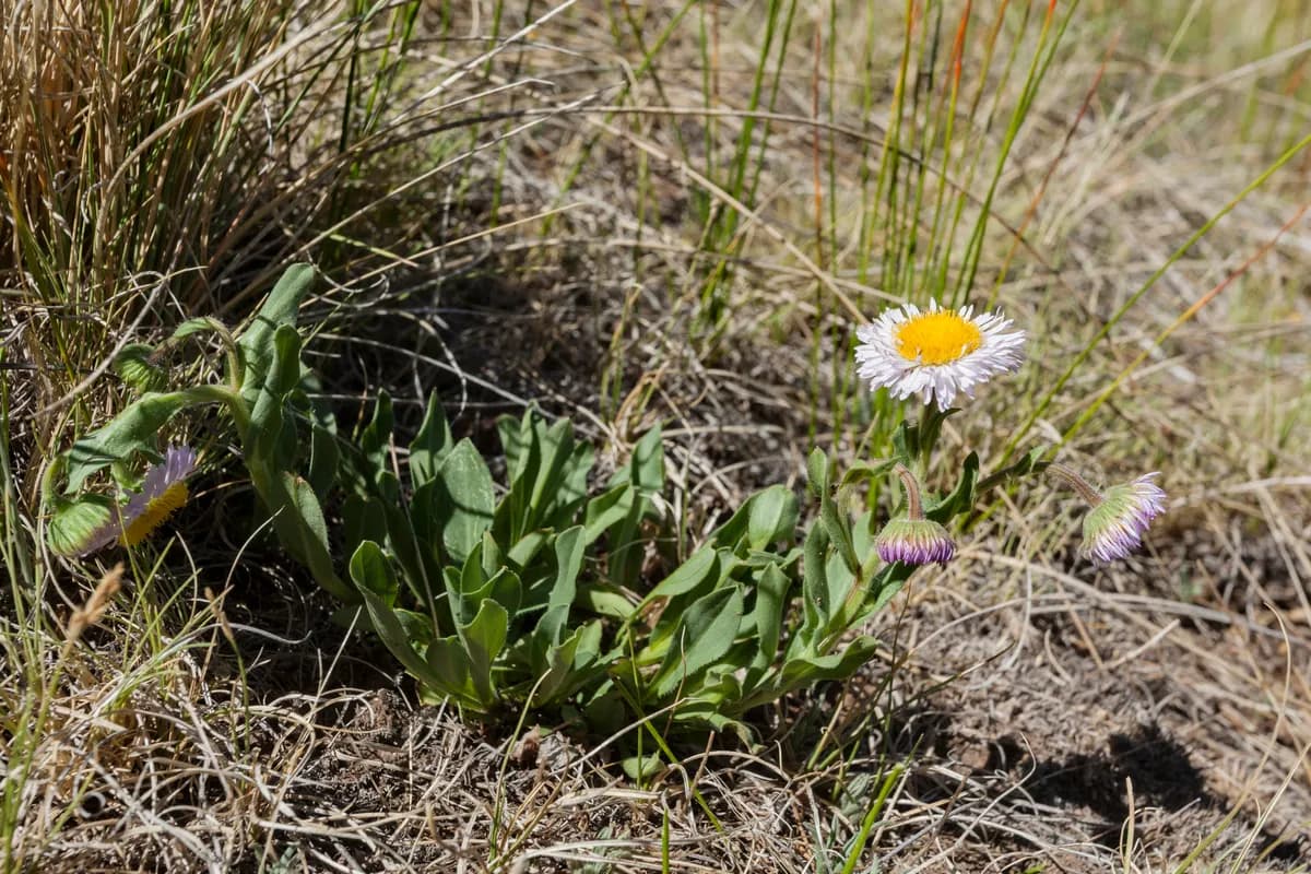 Beautiful fleabane (Erigeron formosissimus)